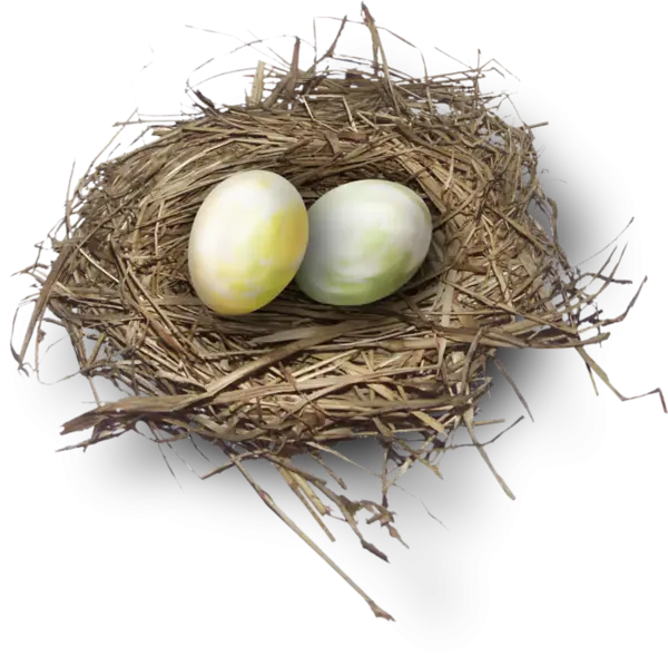 Bird&#039;s Nest with Eggs