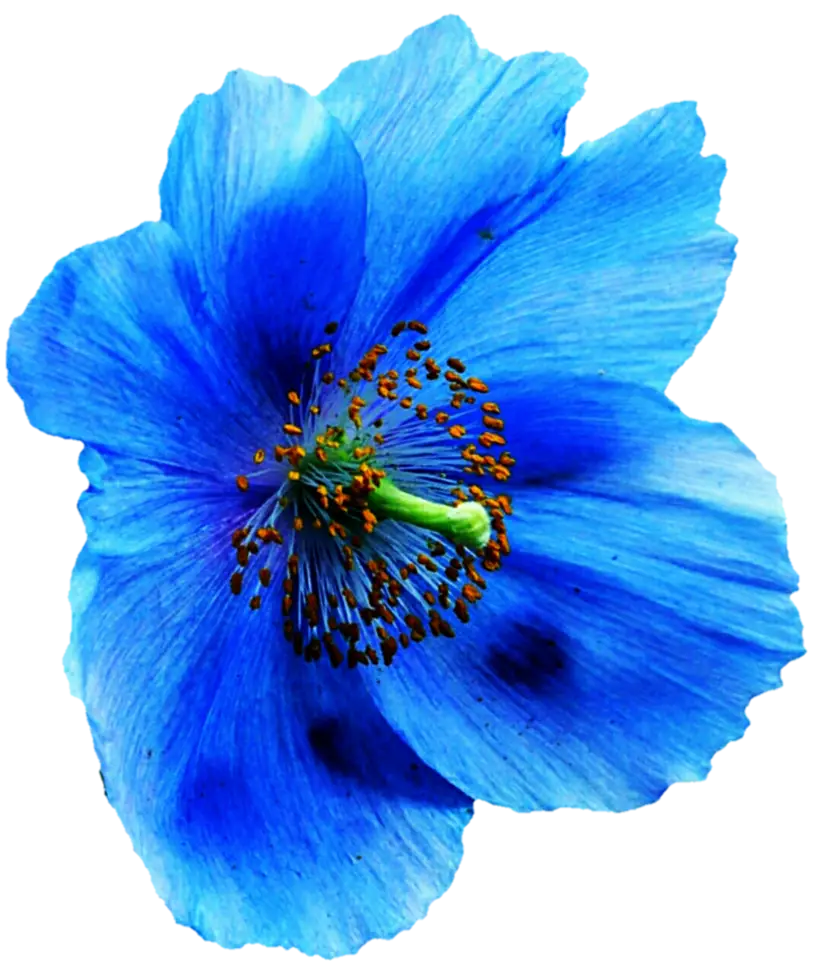 Beautiful Blue Flower
