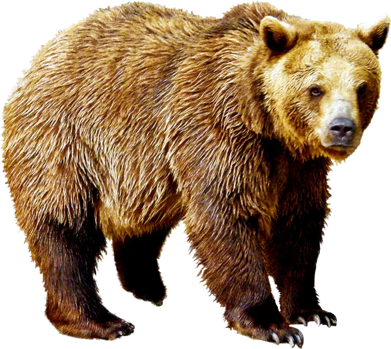 Brown Bear in the Wild