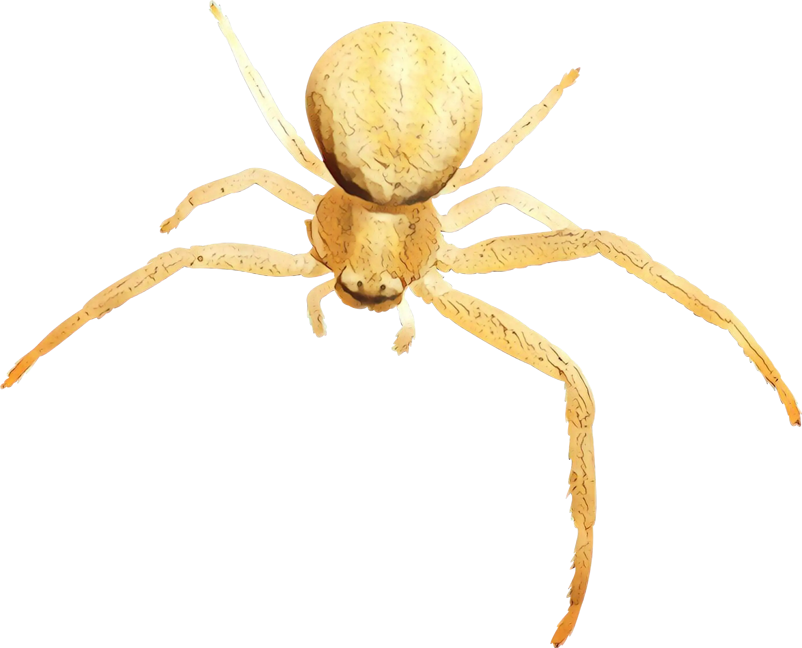 Yellow Spider Illustration with Detailed Features