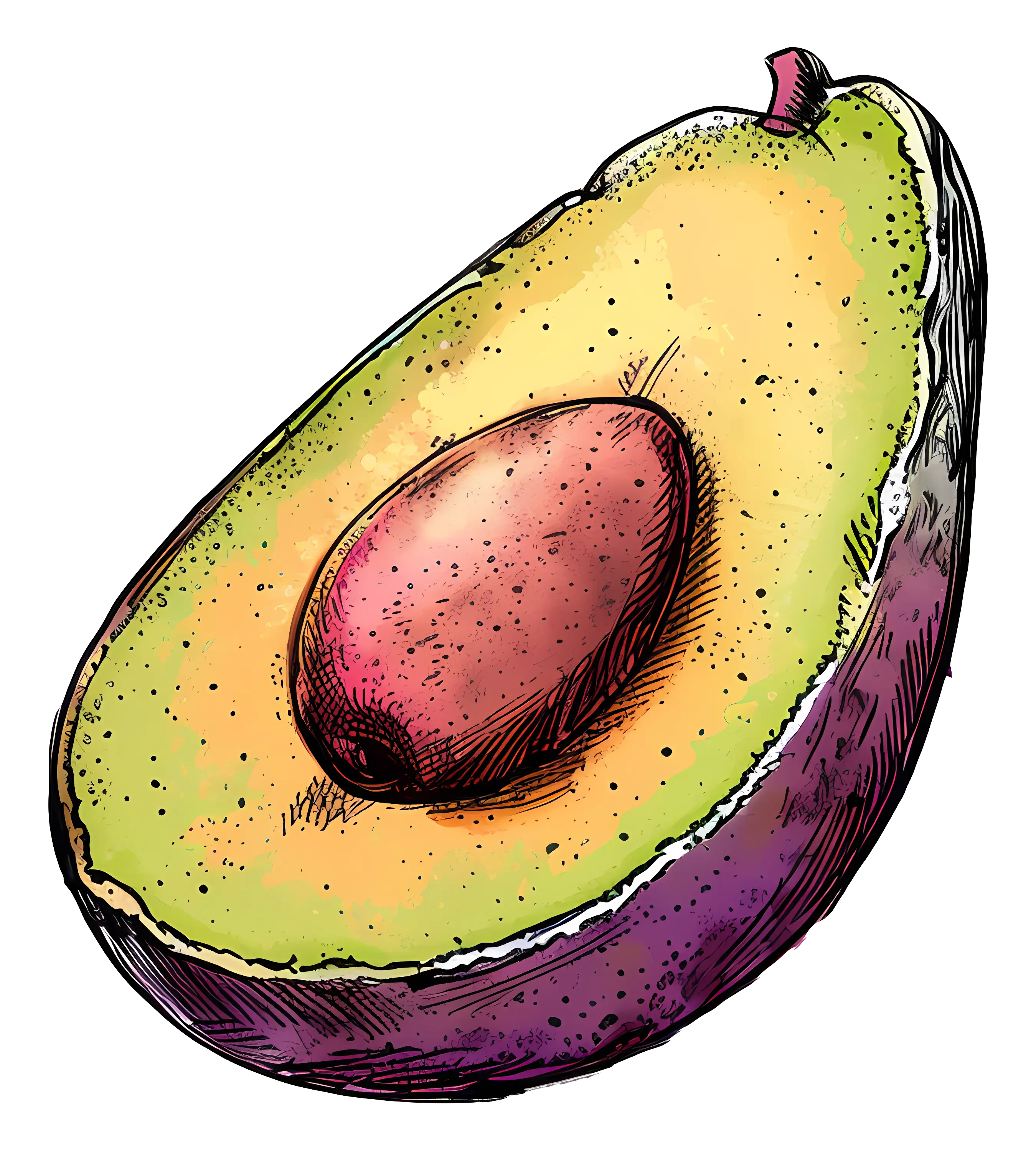 Half Avocado Illustration