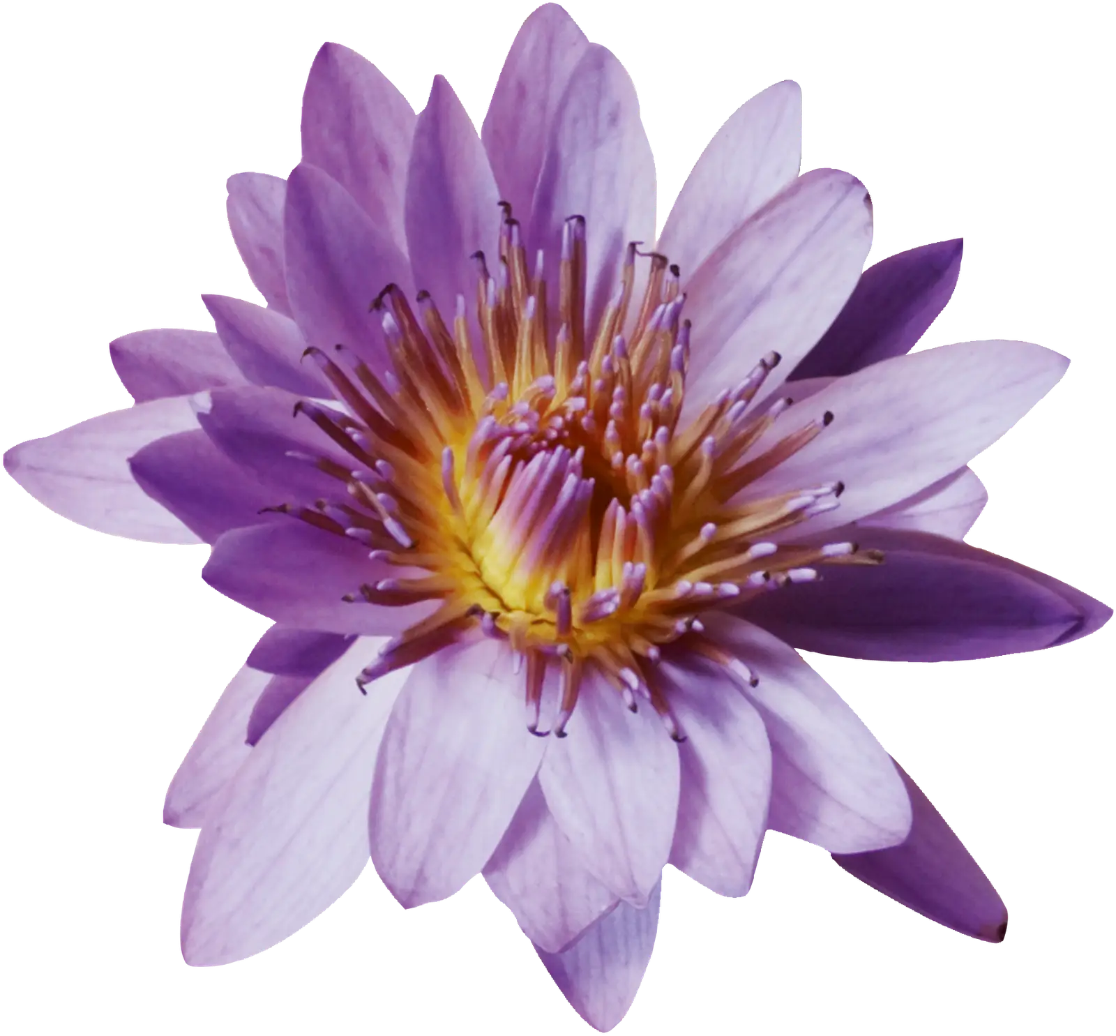 Vibrant Purple Water Lily Flower