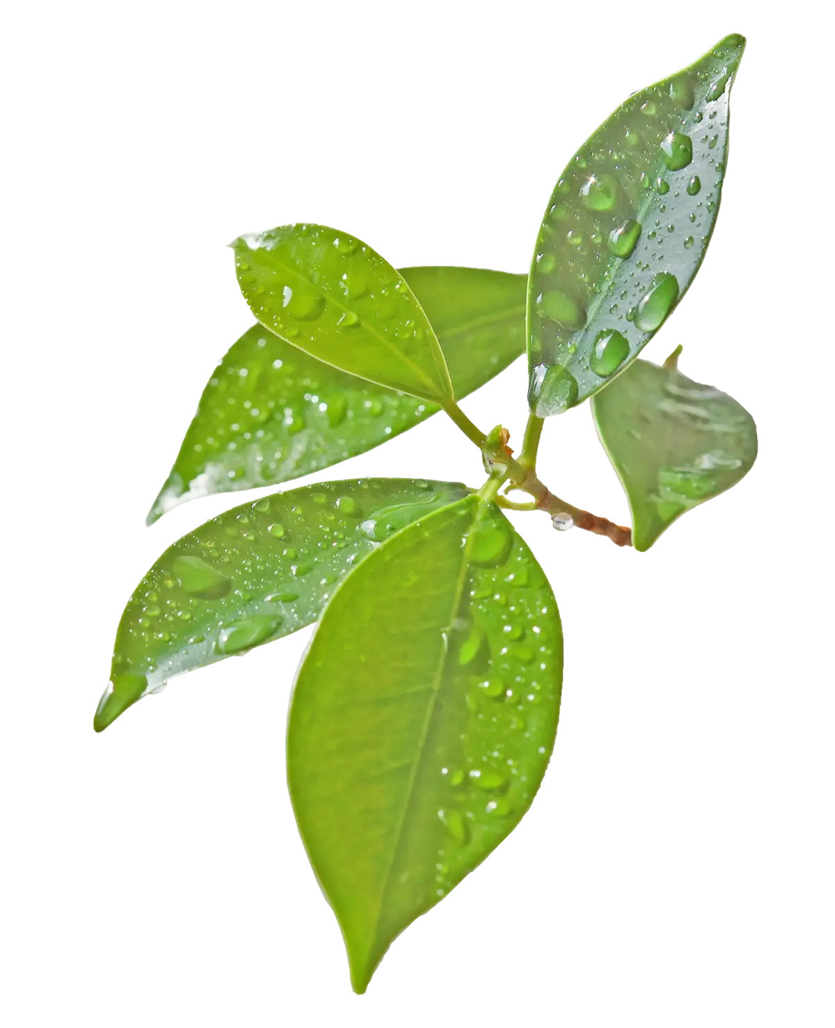 Fresh Green Leaves with Water Droplets