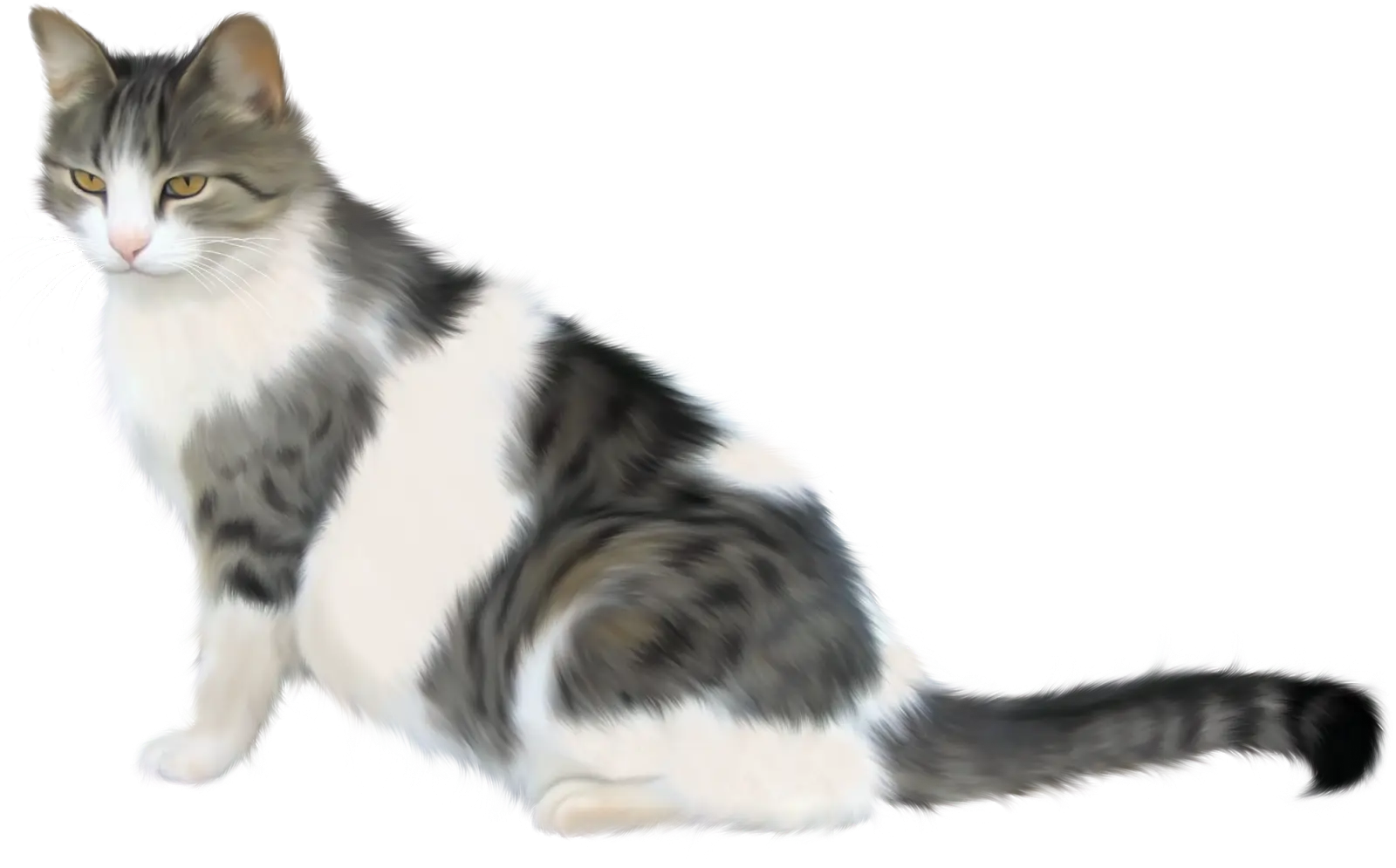 White and Gray Cat Sitting