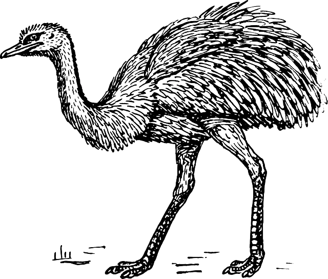 Ostrich Outline Drawing