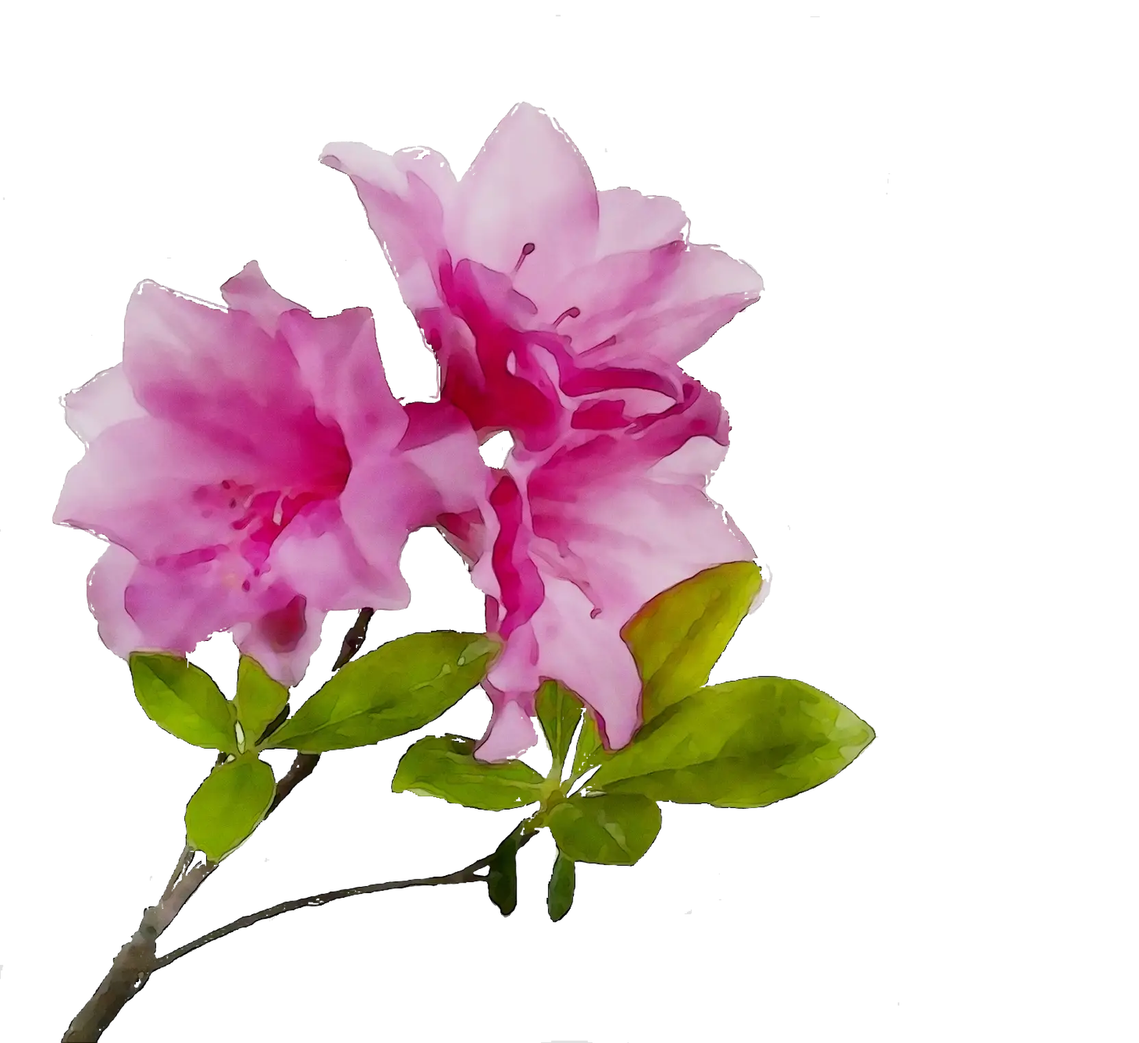 Azalea Branch with Pink Blossoms
