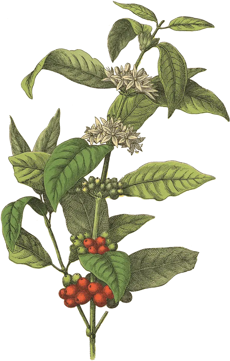 Coffee Plant with Berries and Flowers