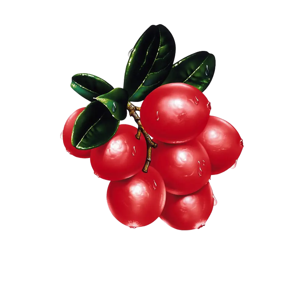 Red Cranberry Cluster with Leaves