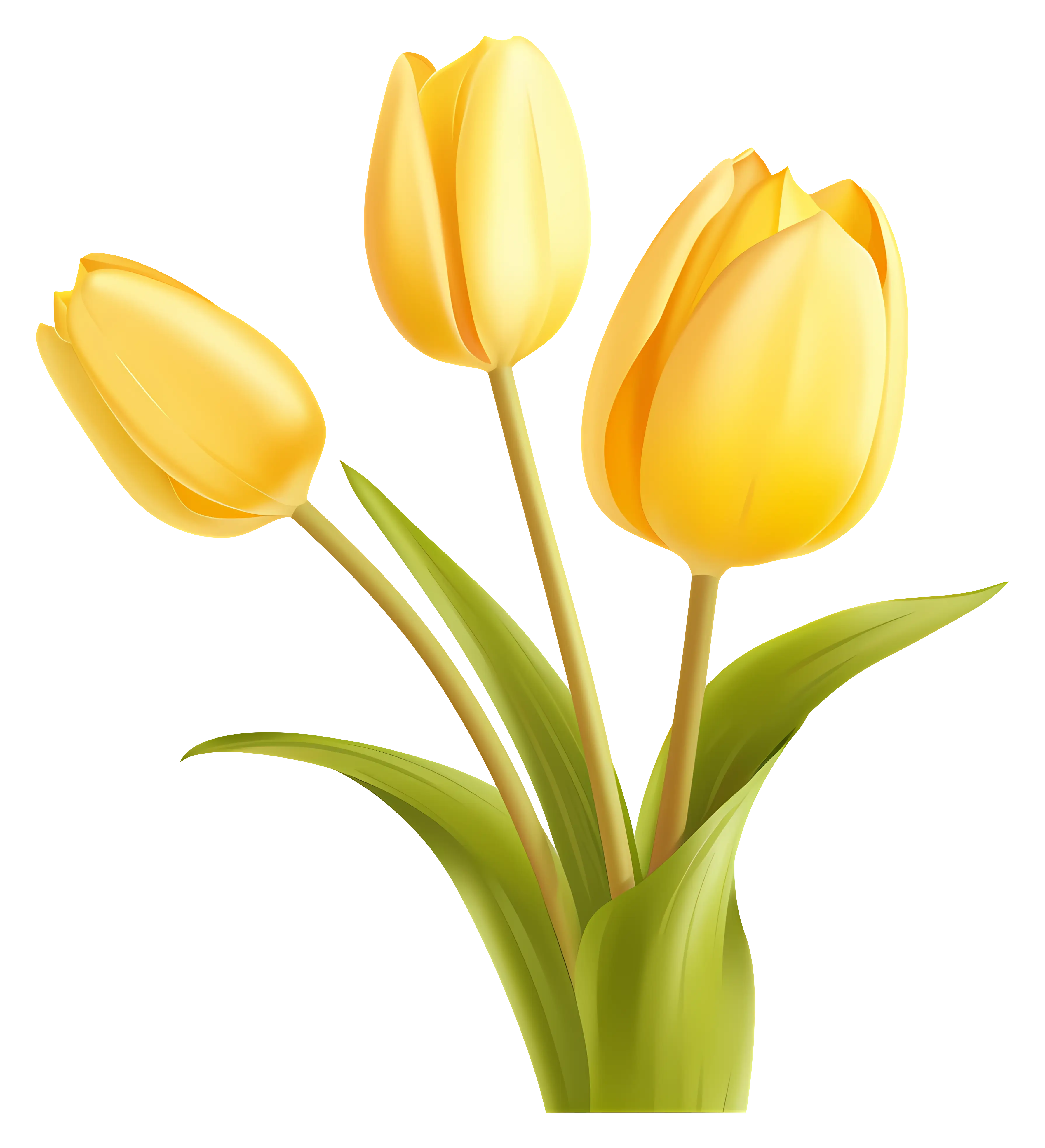 Yellow Tulips Blooming Gracefully