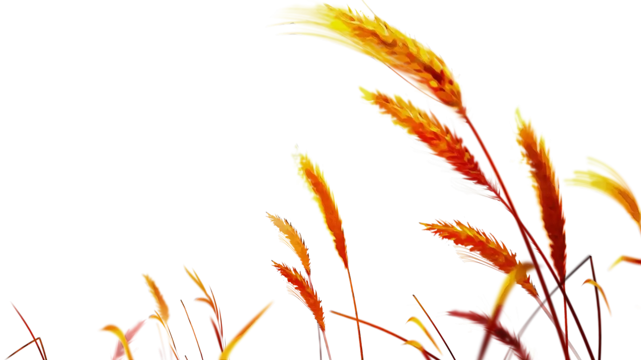 Golden Wheat Stalks Illustration