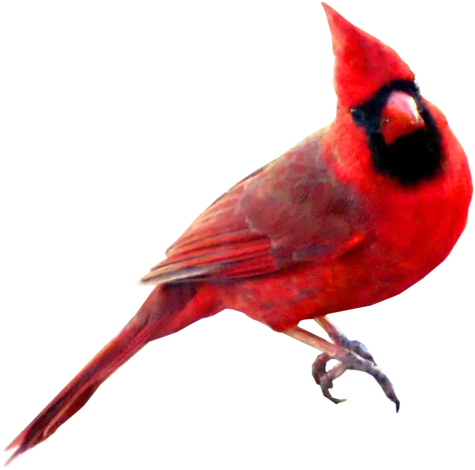 Red Cardinal Bird Perched in Nature