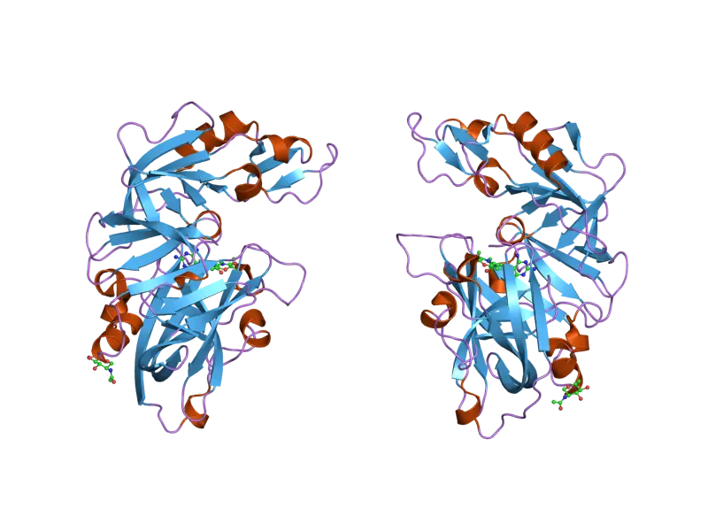 Ribbon Diagram of a Protein Structure Representation