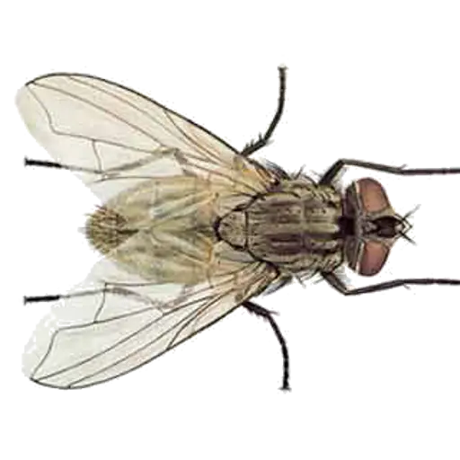 Detailed Housefly Image