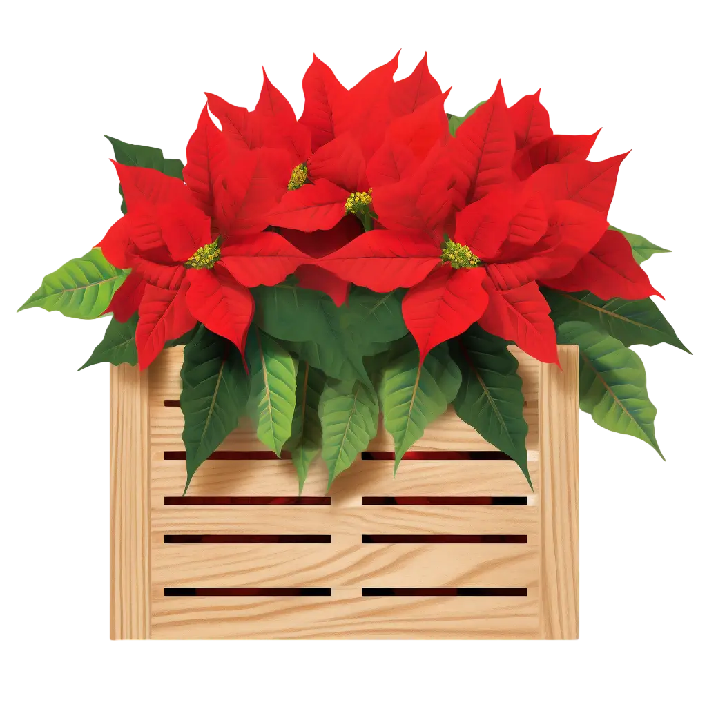 Poinsettia Flowers in Wooden Box Decoration