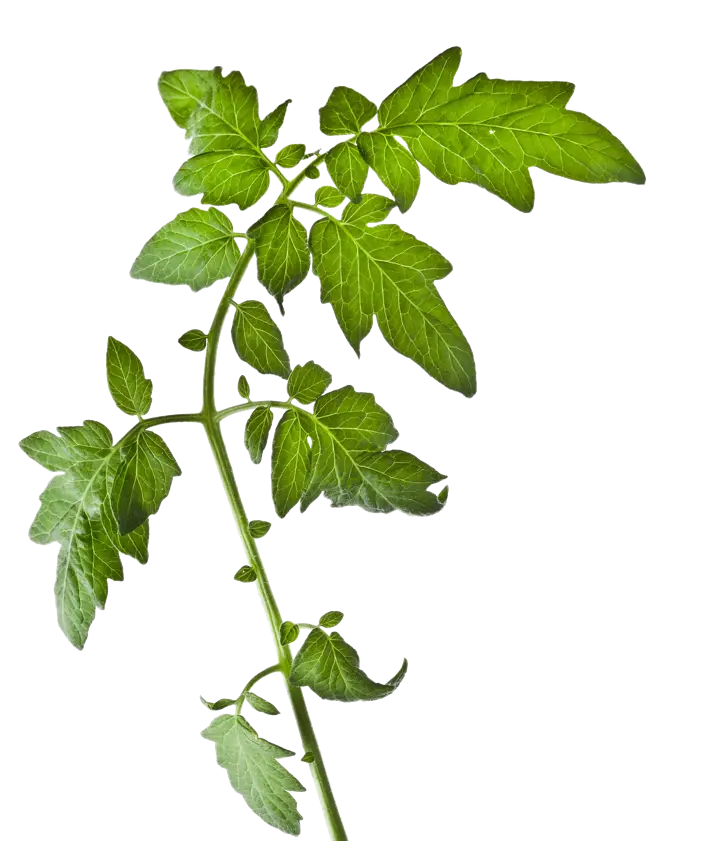 Green Tomato Plant Botanical Image