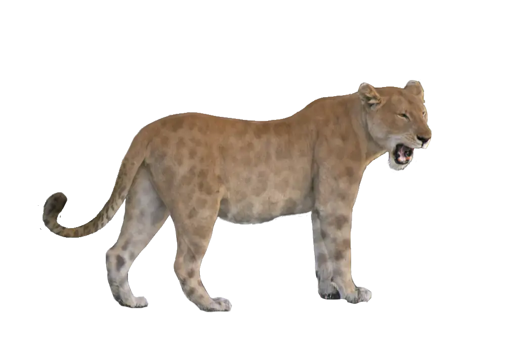 Lioness Roaring in the Wild