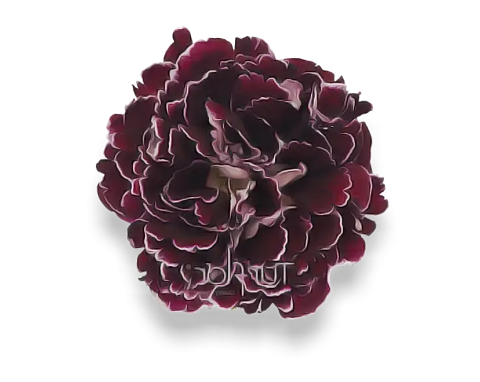 Beautiful Purple Flower with Petals