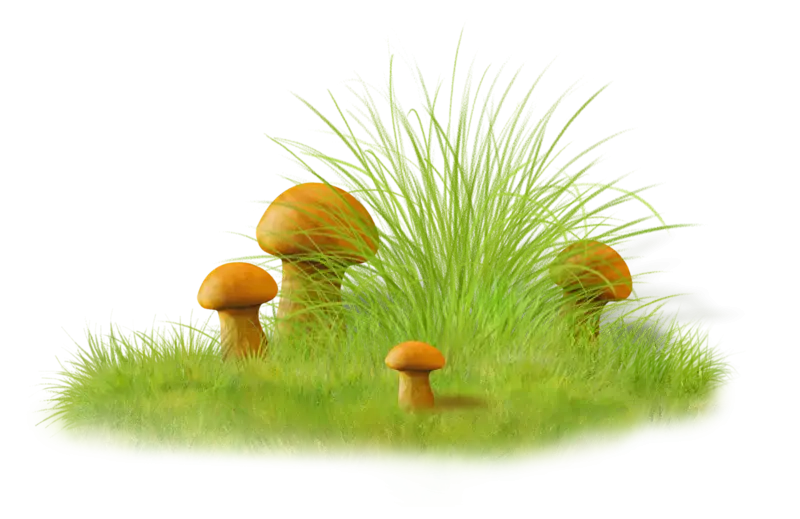 Patch of Grass and Wild Mushrooms