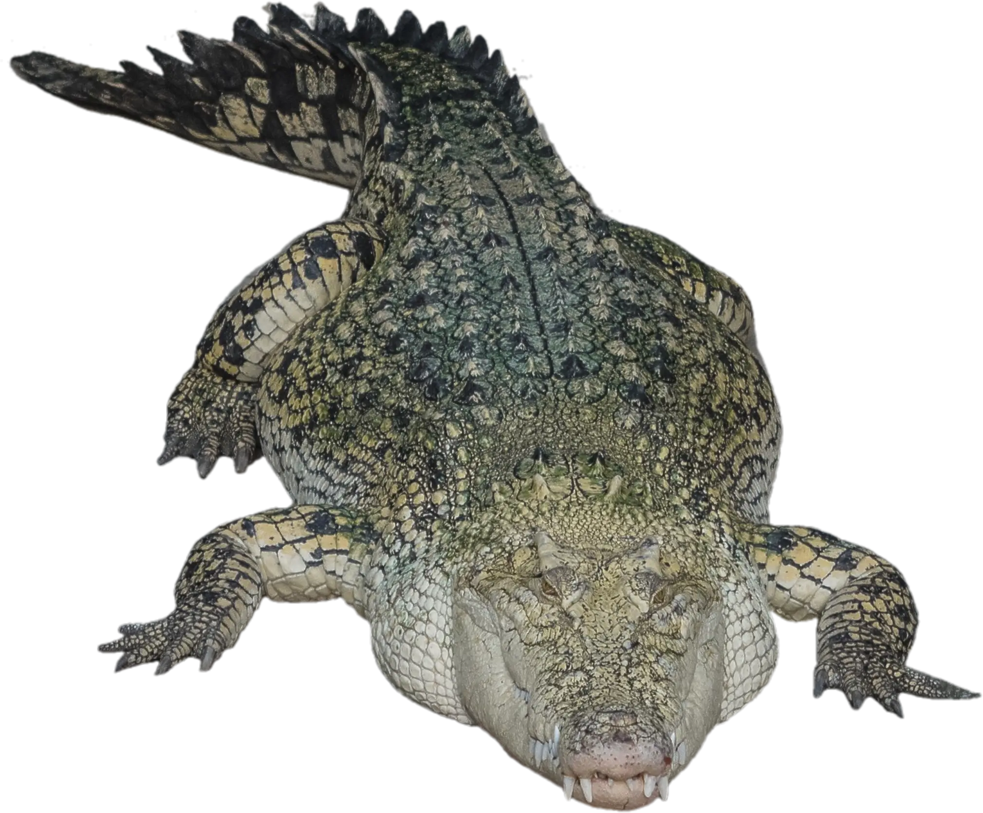 Crocodile Resting on Ground