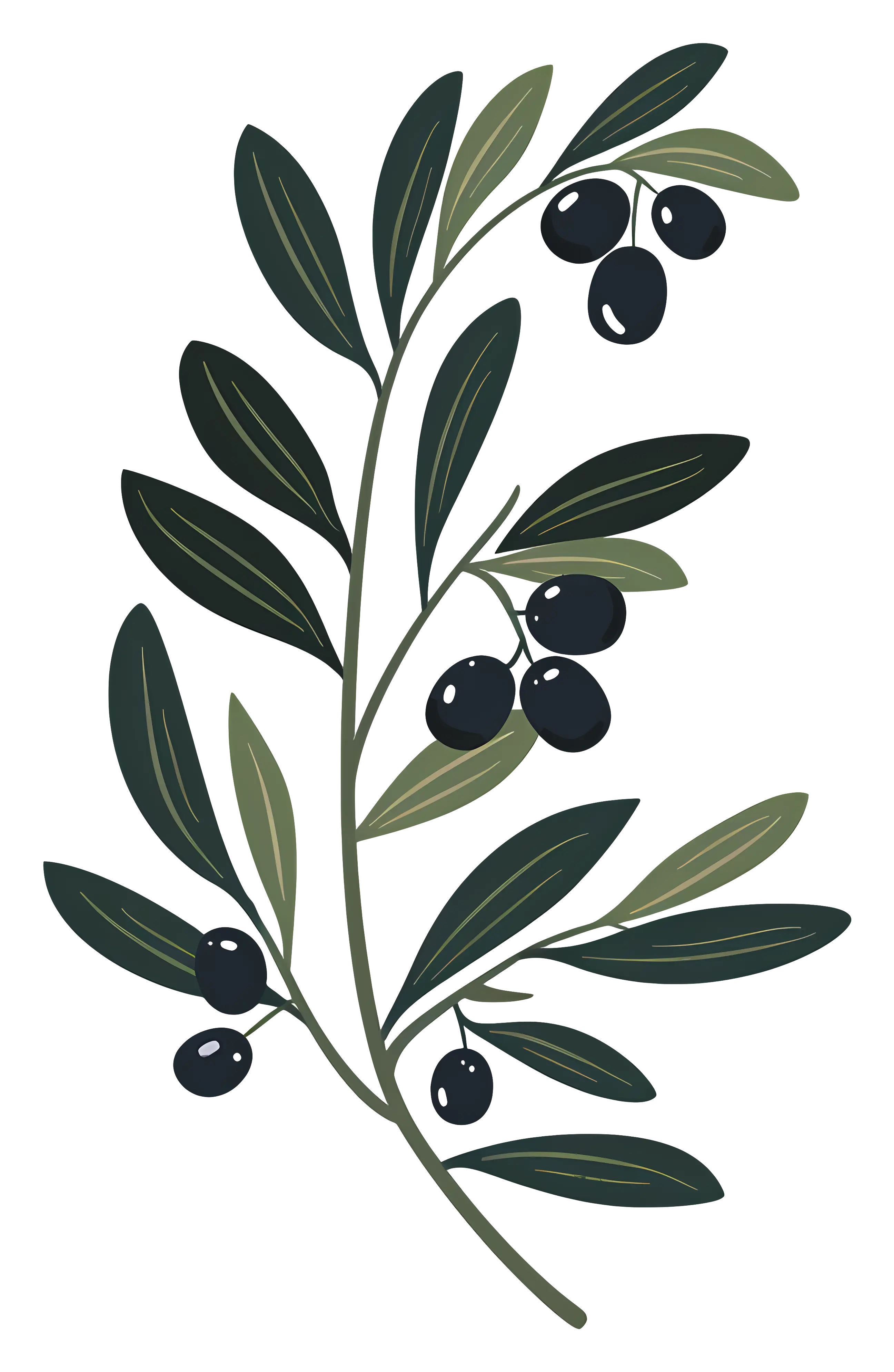 Illustration of Olive Branch with Black Olives