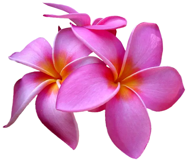 Pink Plumeria Tropical Flowers