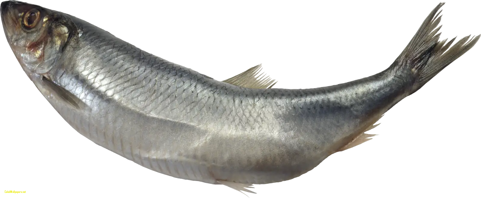 Realistic Herring Fish Illustration