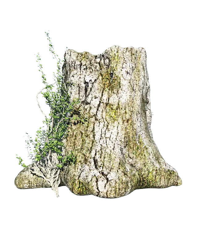 Mossy Tree Stump with Small Plant