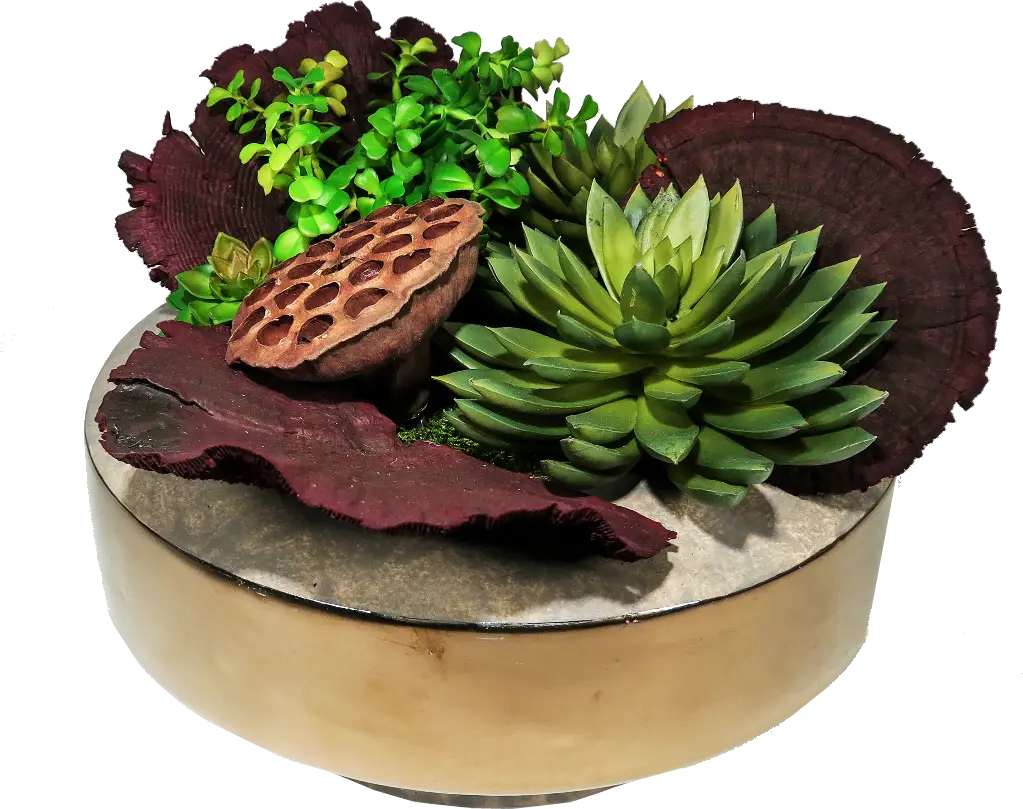 Beautiful Succulent Plant Arrangement