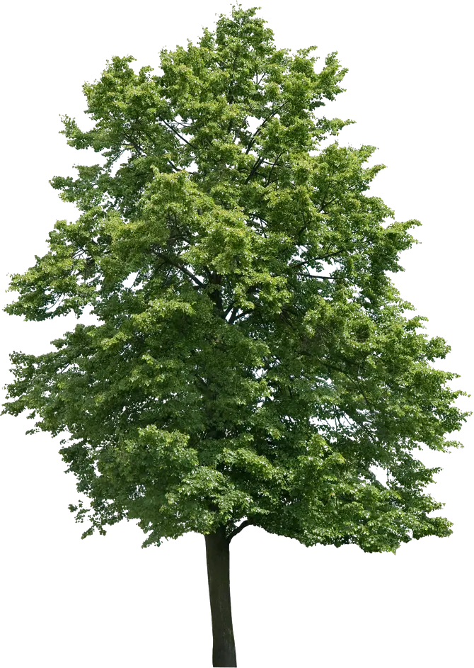 Green Tree with Dense Foliage