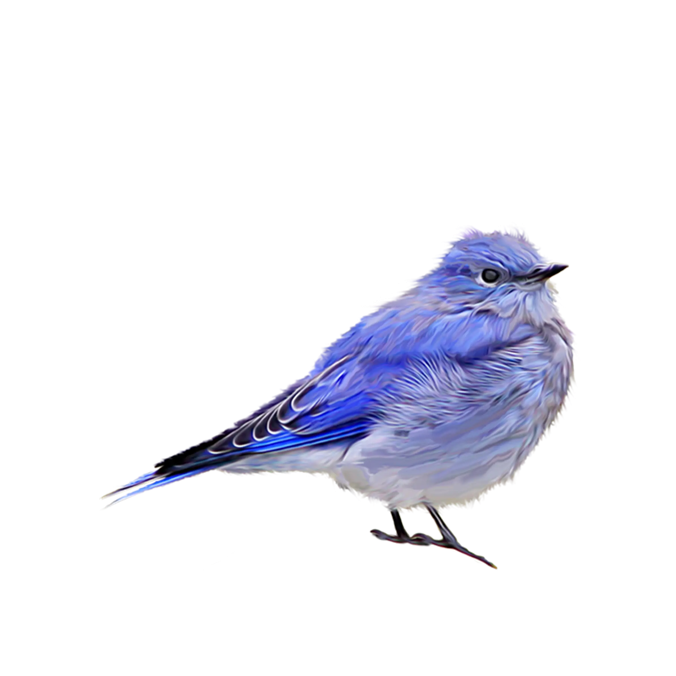 Illustration of a Blue Bird