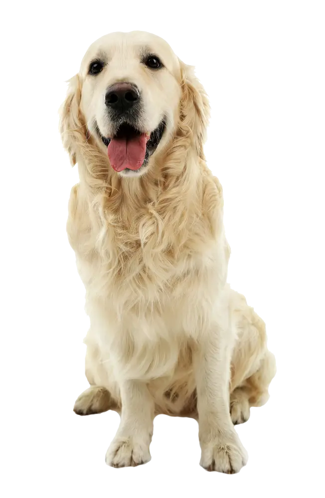 Golden Retriever Dog Sitting Cheerfully