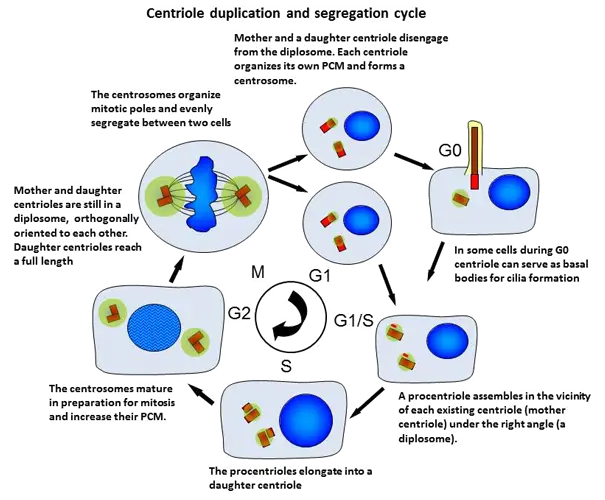 Centriole Duplication and Segregation Cycle