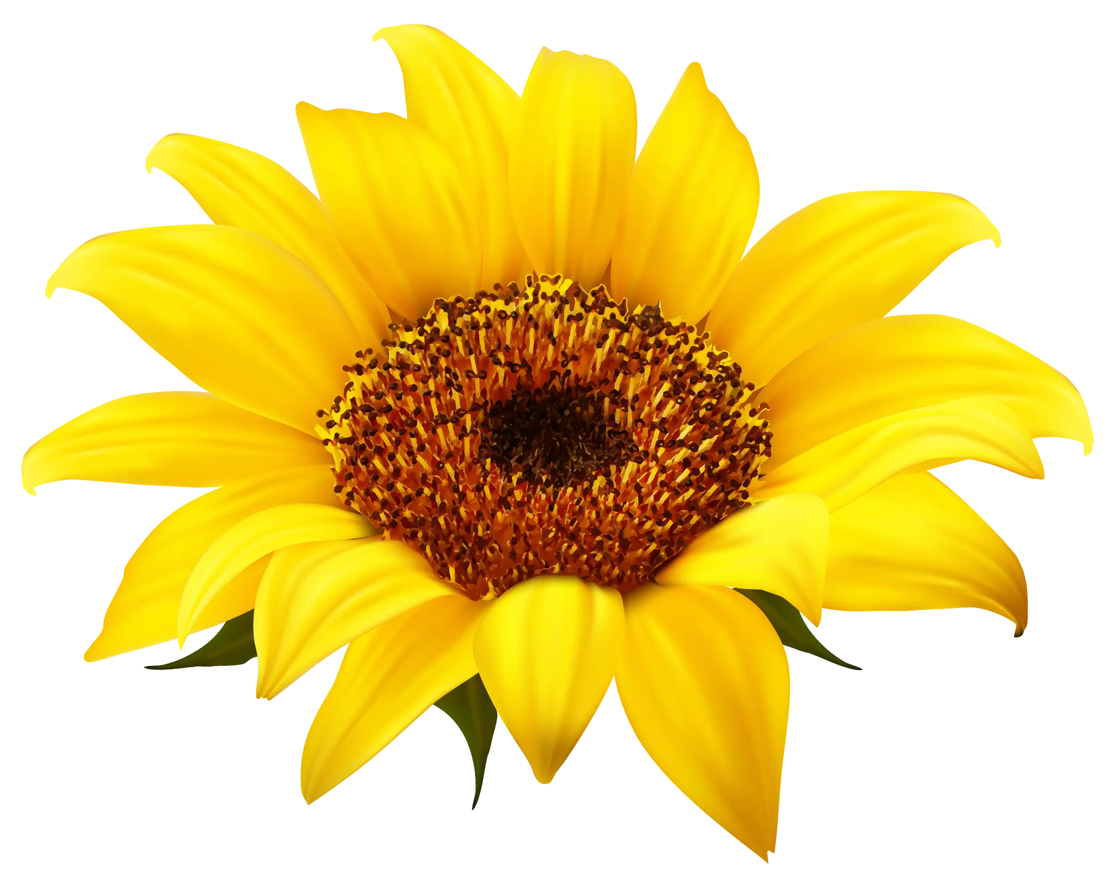 Beautiful Yellow Sunflower