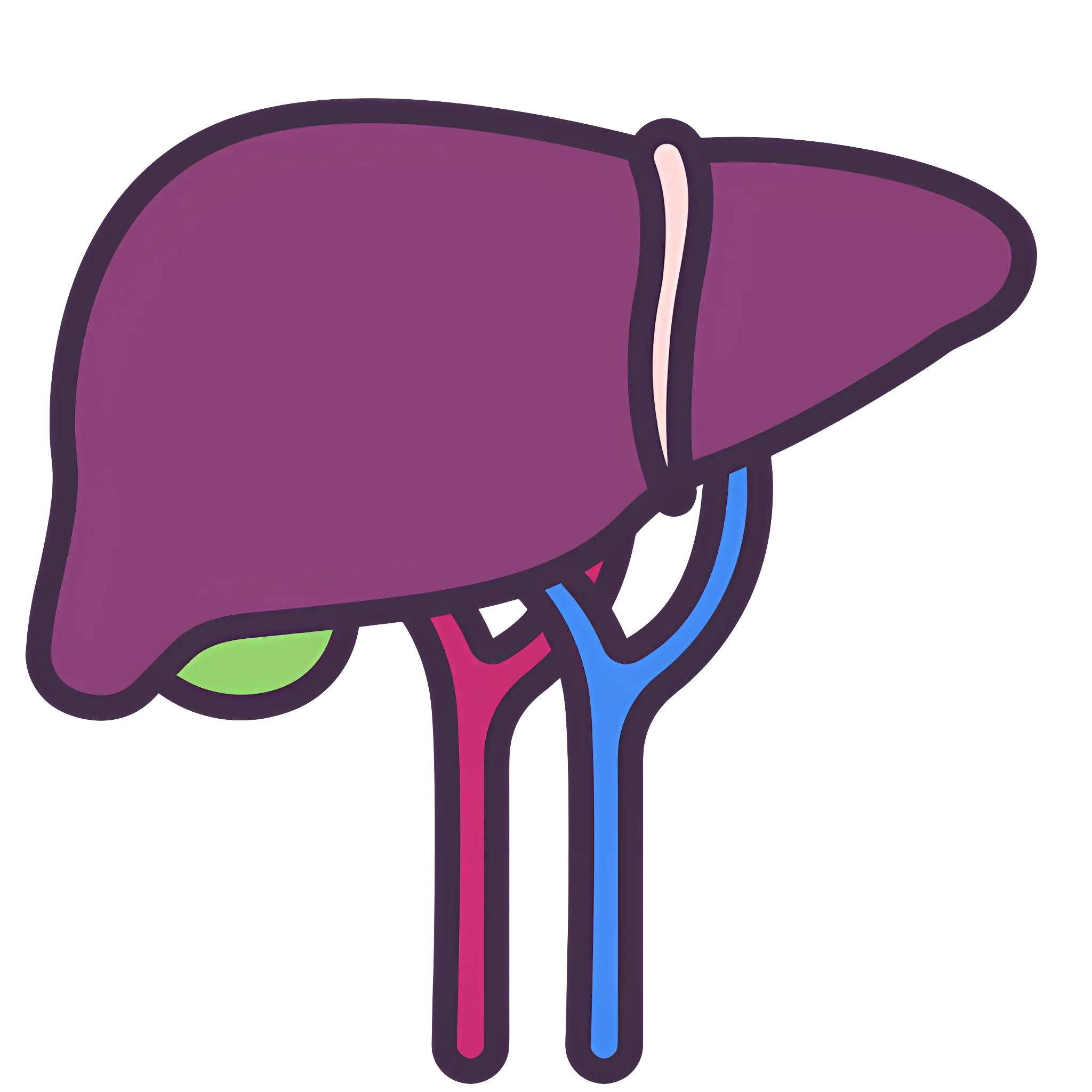 Human Liver Anatomy Educational Diagram