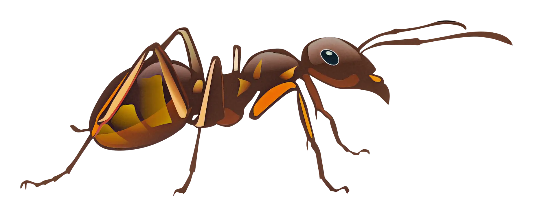 Brown Ant Illustration