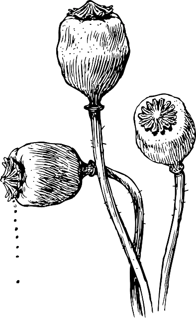 Botanical Illustration of Poppy Seed Pods