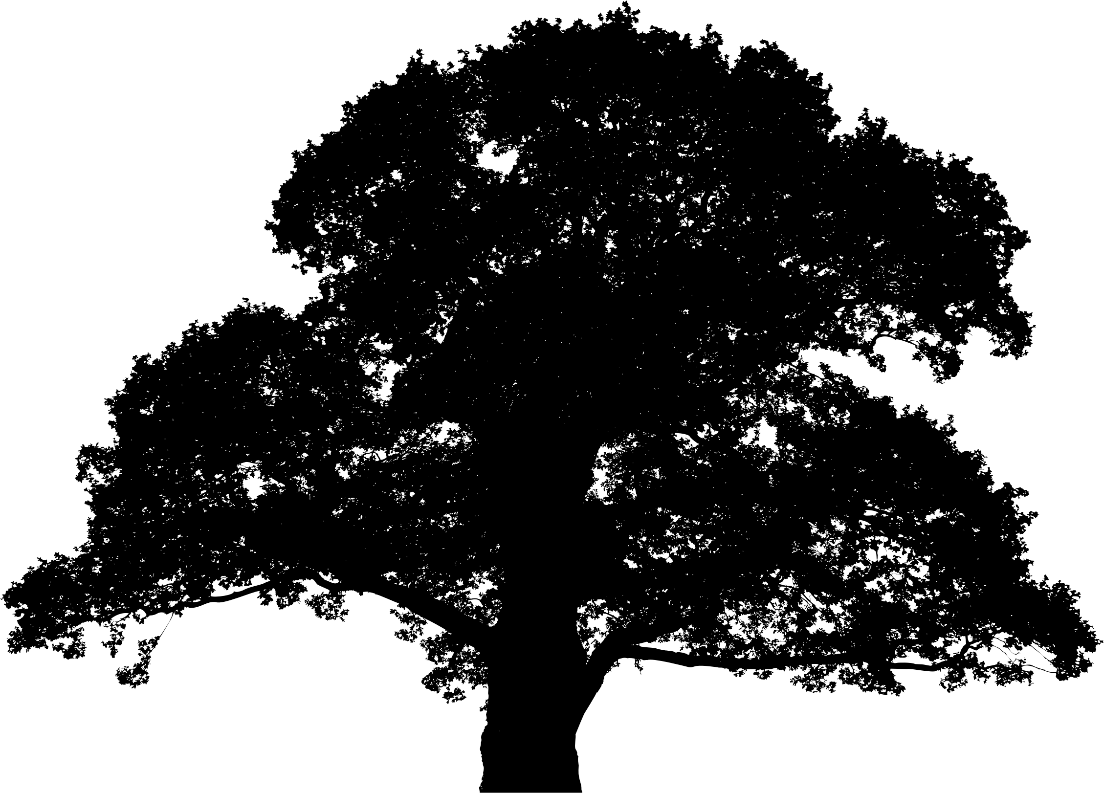 Tree Silhouette with Sprawling Branches