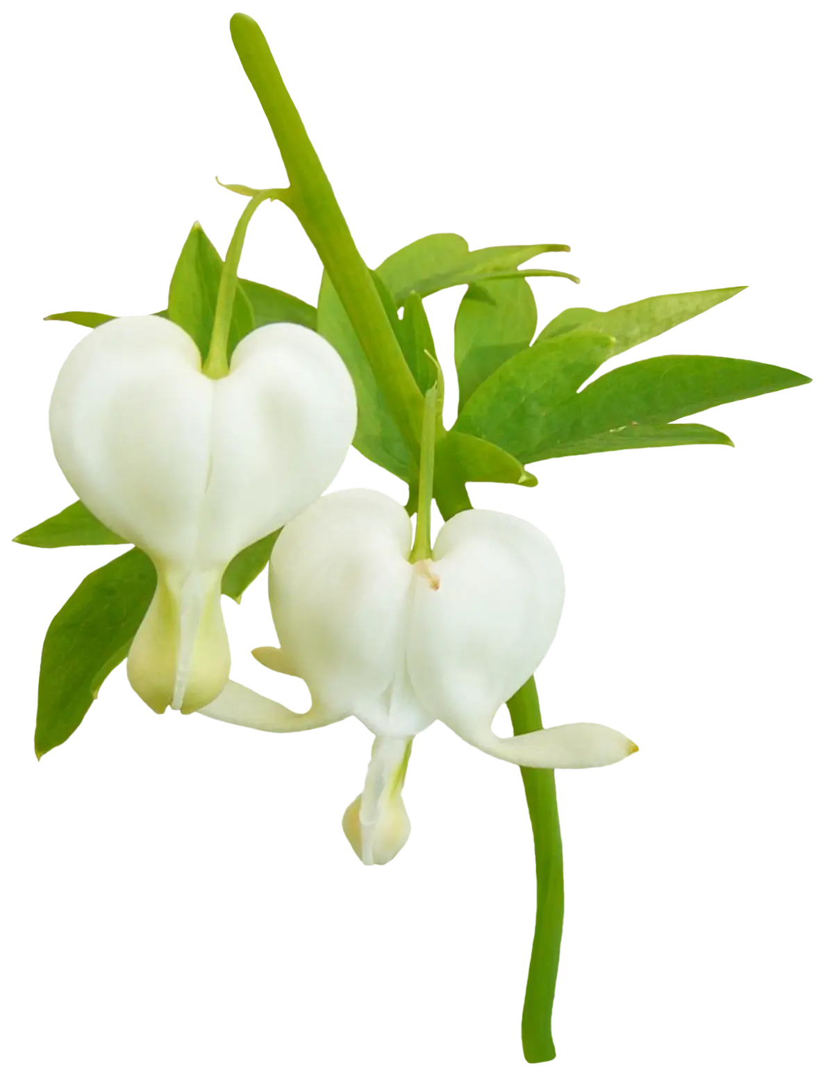 Beautiful White Flower in Nature