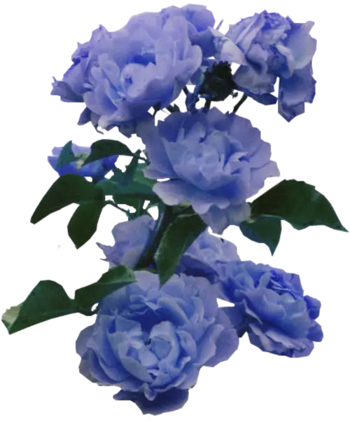 Cluster of Blue Roses
