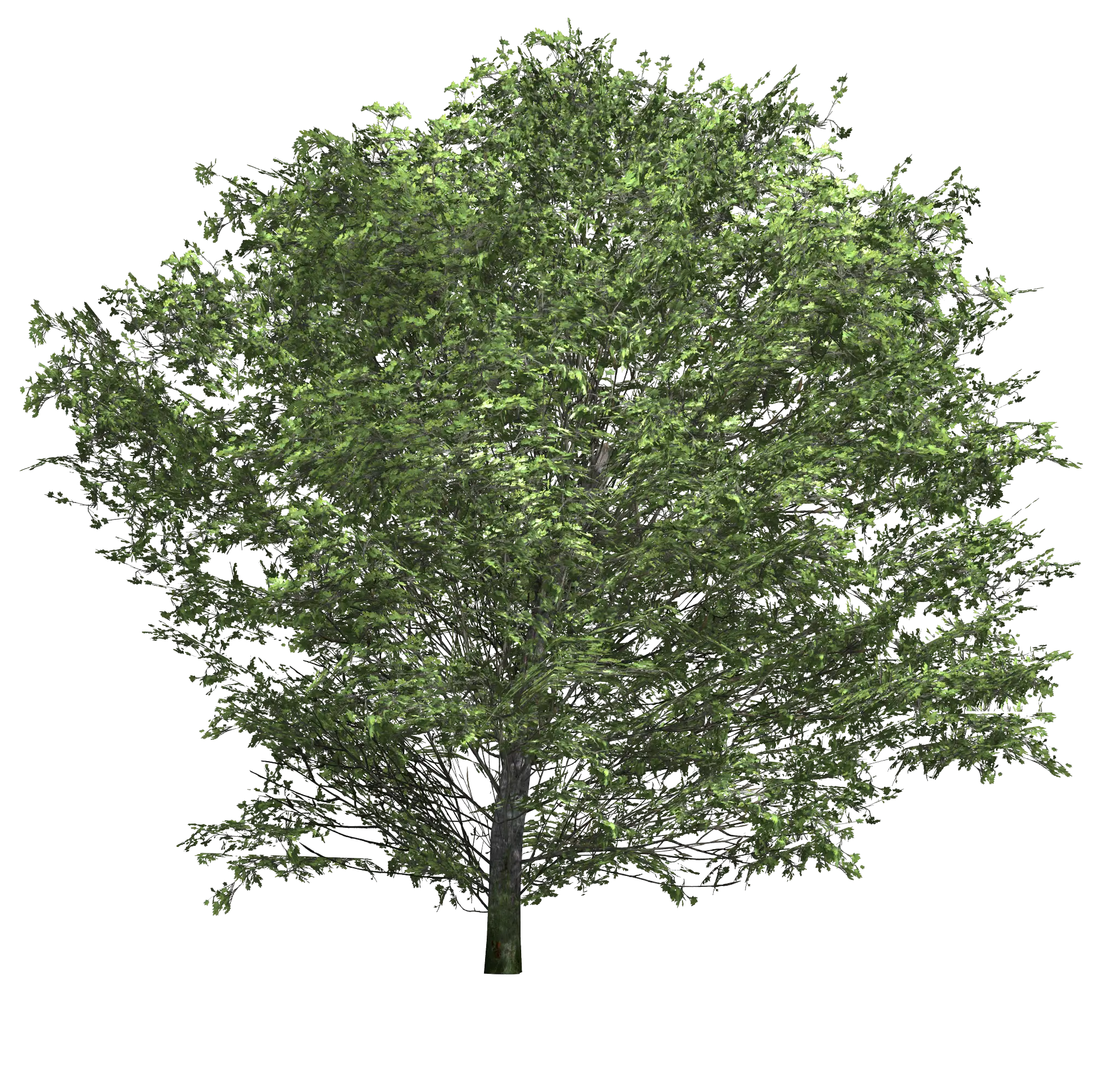 Realistic Broadleaf Tree Design