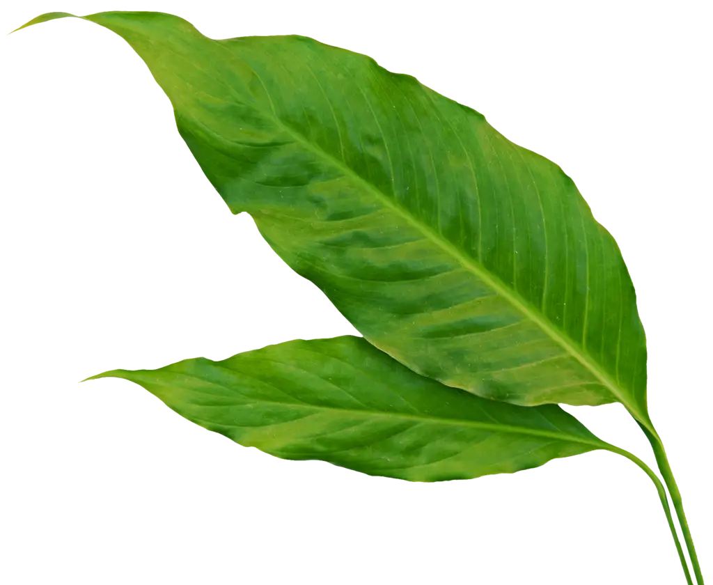 Green Plant Leaves Illustration
