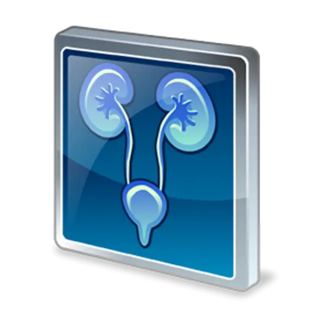 Kidneys and Bladder Illustration