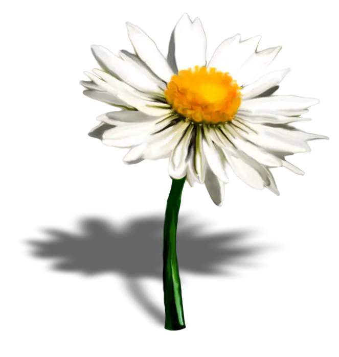 White Daisy Flower