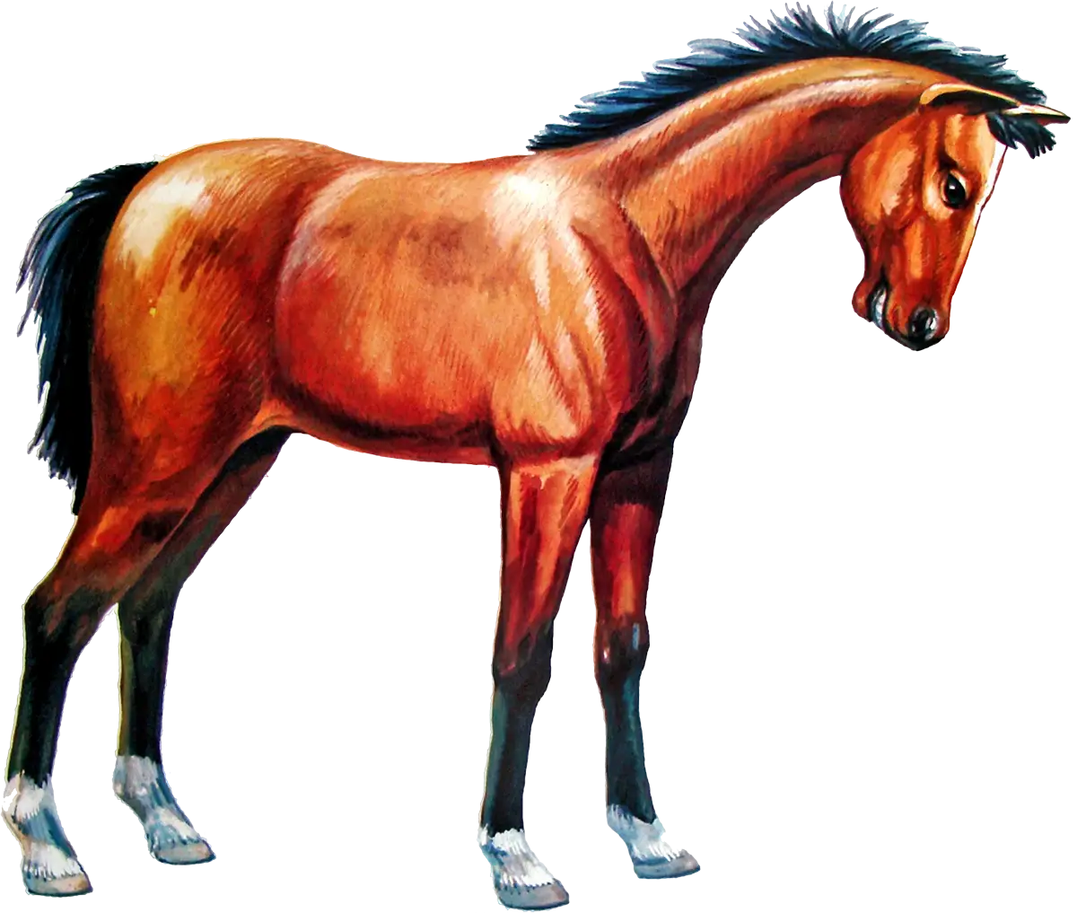 Brown Horse Illustration