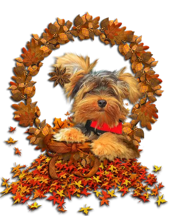 Dog in Autumn Wreath