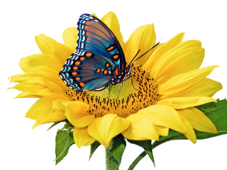 Butterfly Landing on Sunflower Illustration