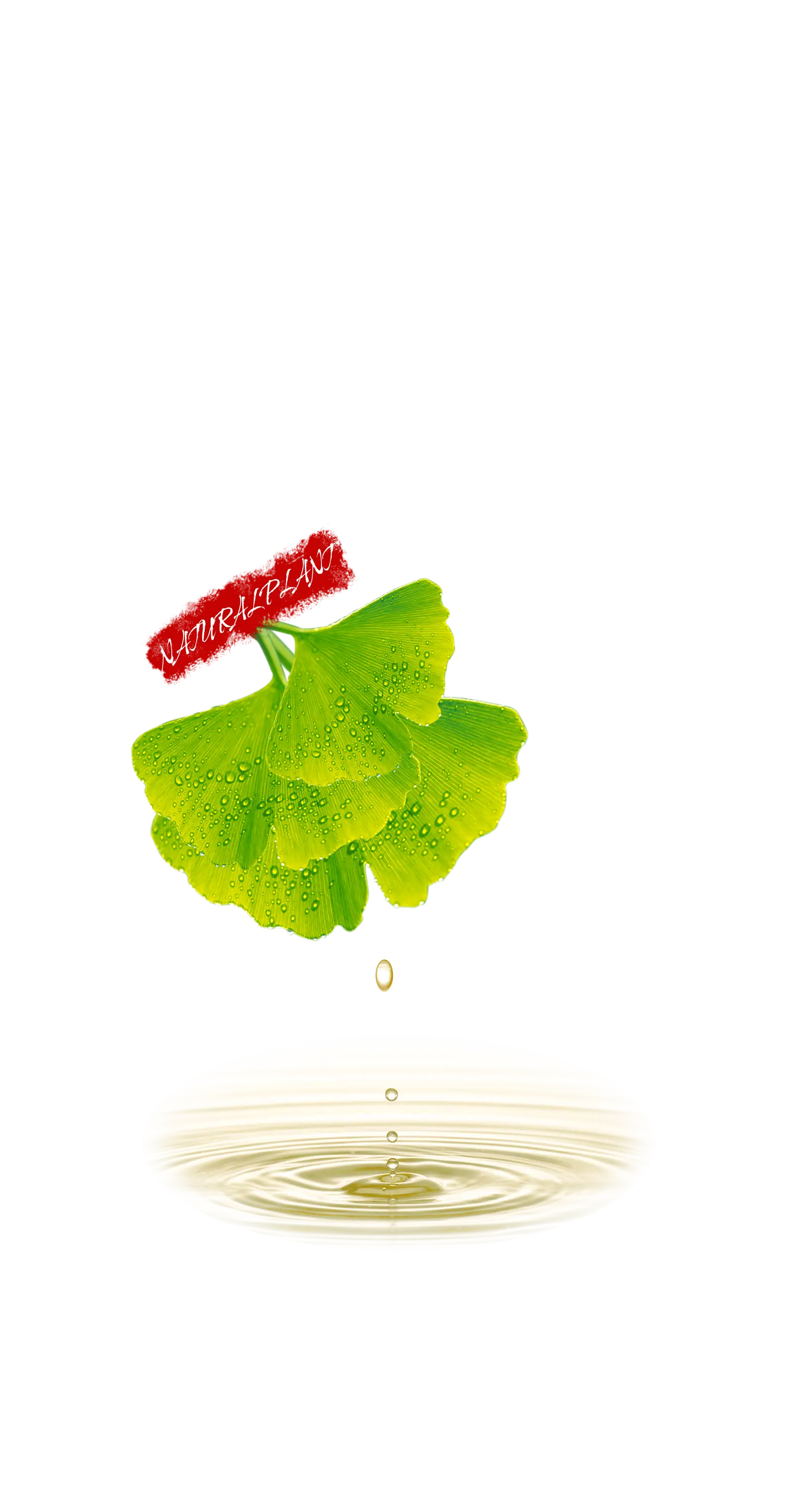 Green Ginkgo Leaf with Water Droplets