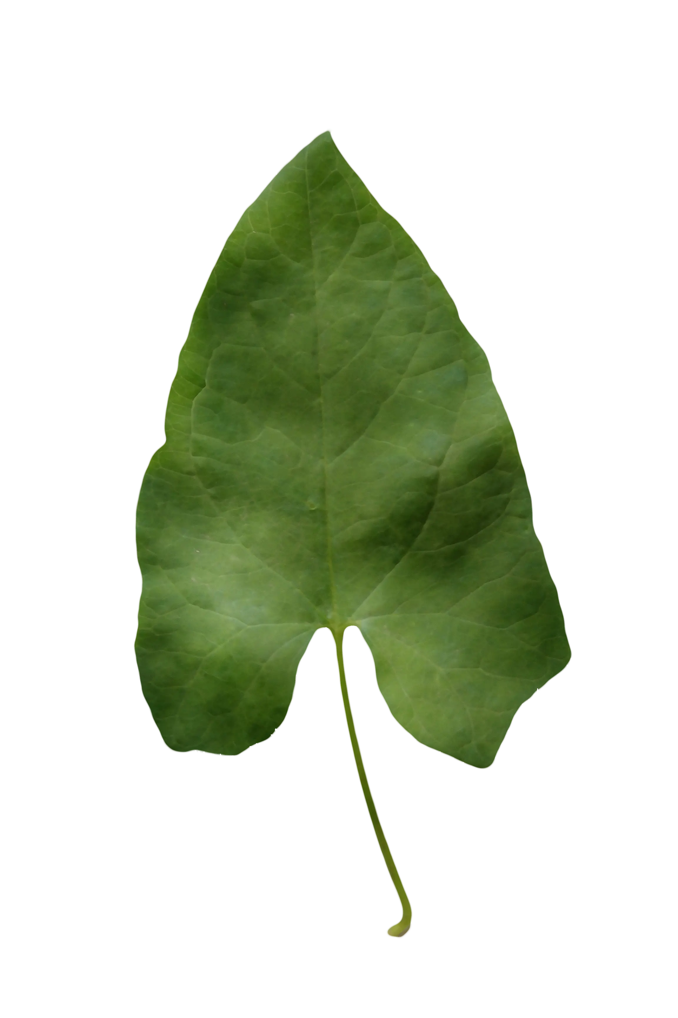 Green Leaf Illustration