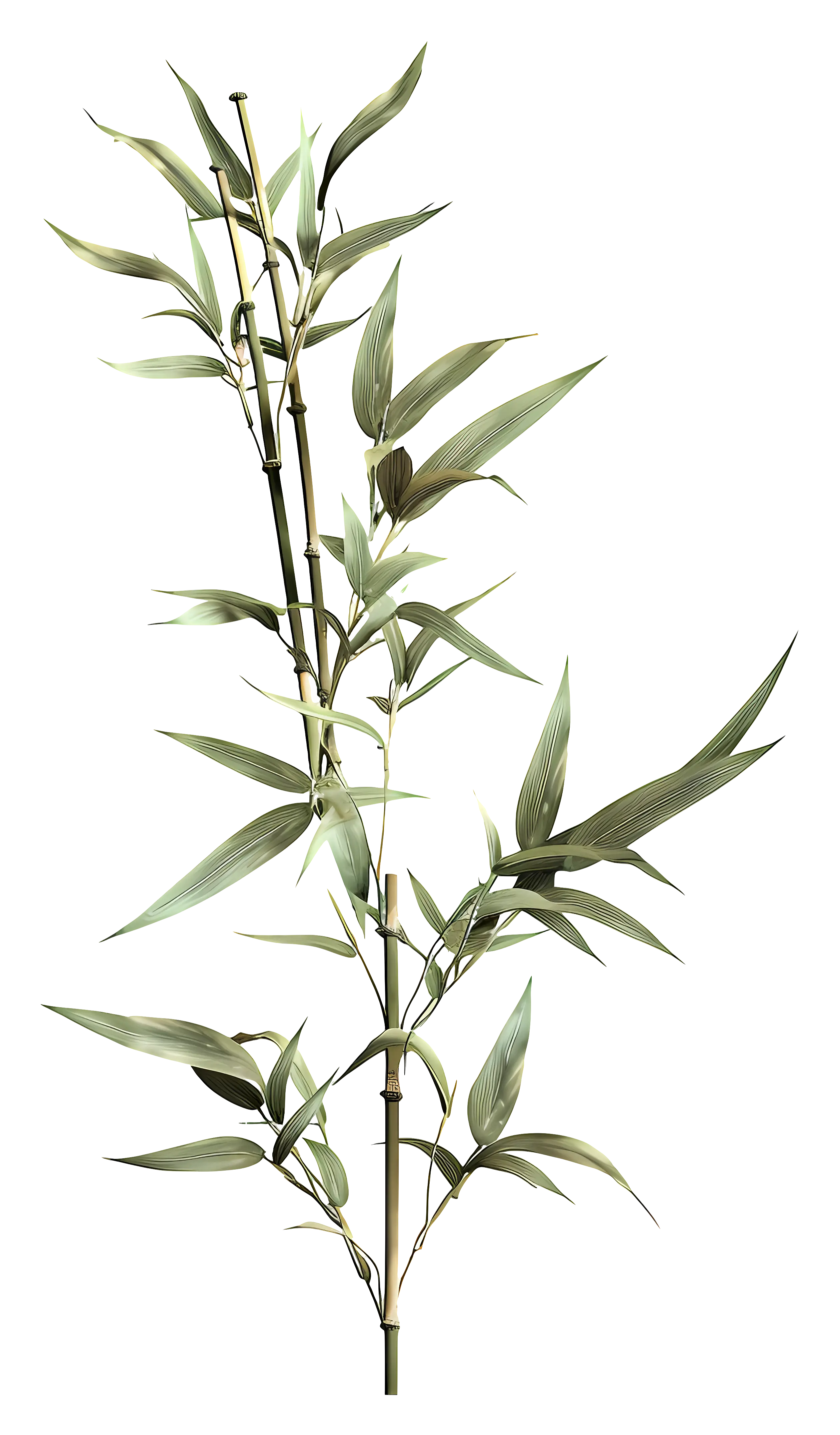 Realistic Bamboo Plant Illustration