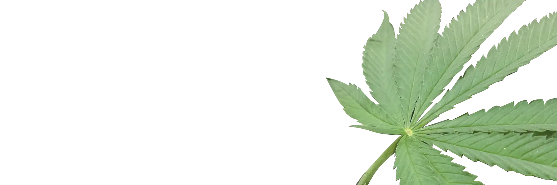 Green Cannabis Leaf on Transparent Background